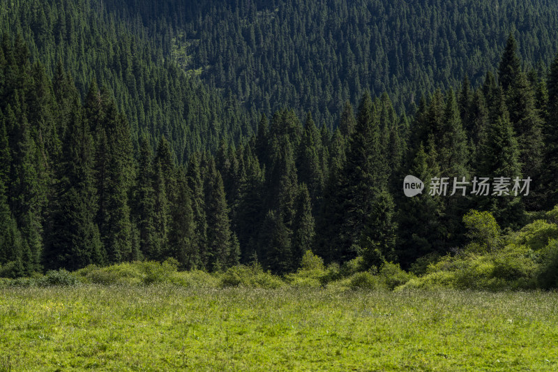 夏季长焦视角下的山林树木自然风光