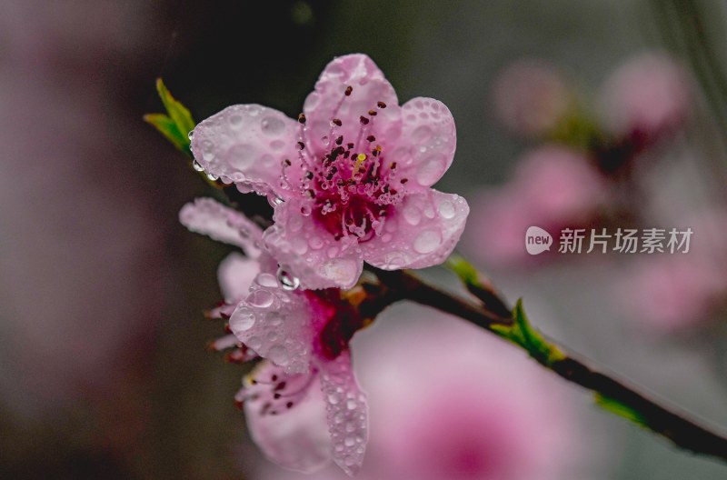 重庆酉阳：桃花盛开春天来