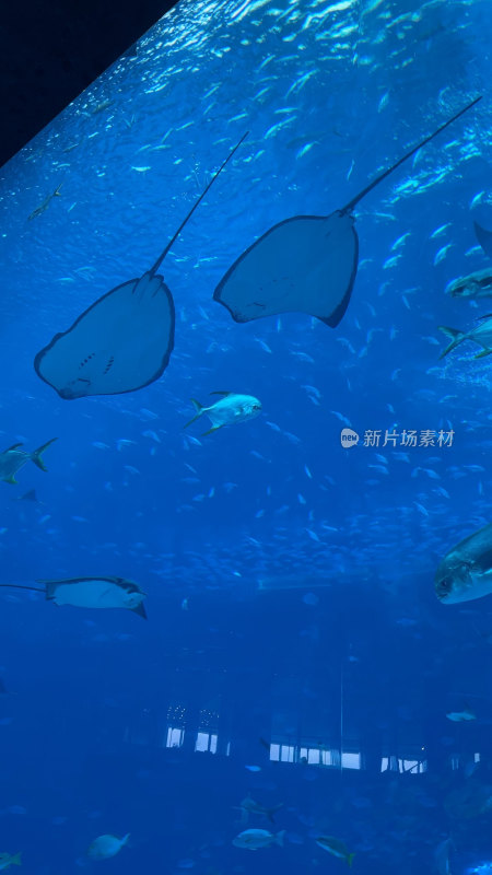 海南三亚亚特兰蒂斯失落的空间水族馆