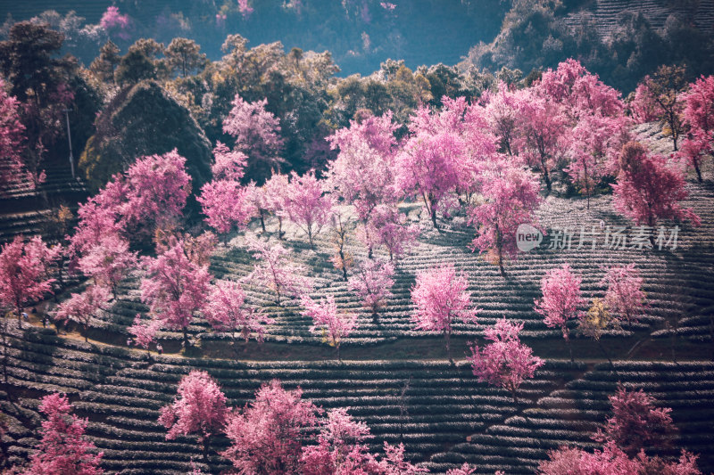 大理无量山樱花谷粉丝山坡自然景观