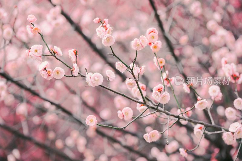 特写粉色梅花枝头绽放