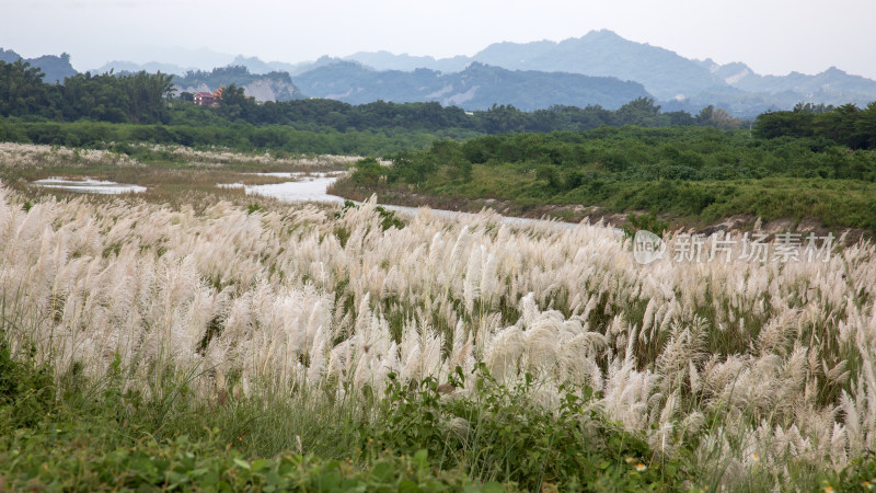 河边的芒草与远山，摄于台湾台南