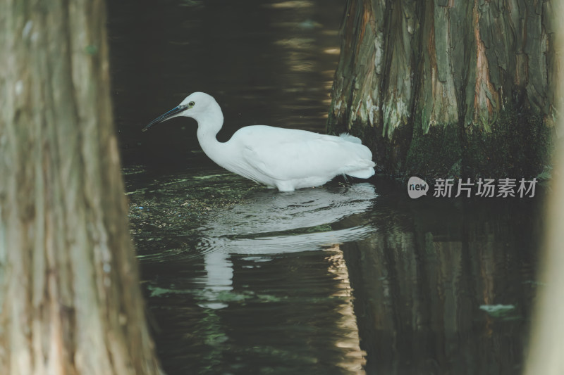 水边白鹭行走觅食的自然景象