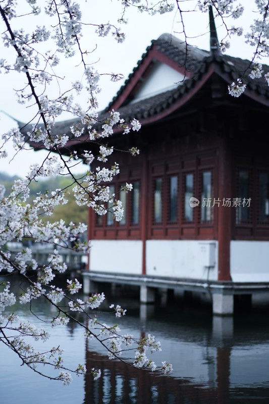 杭州西湖曲院风荷樱花盛开