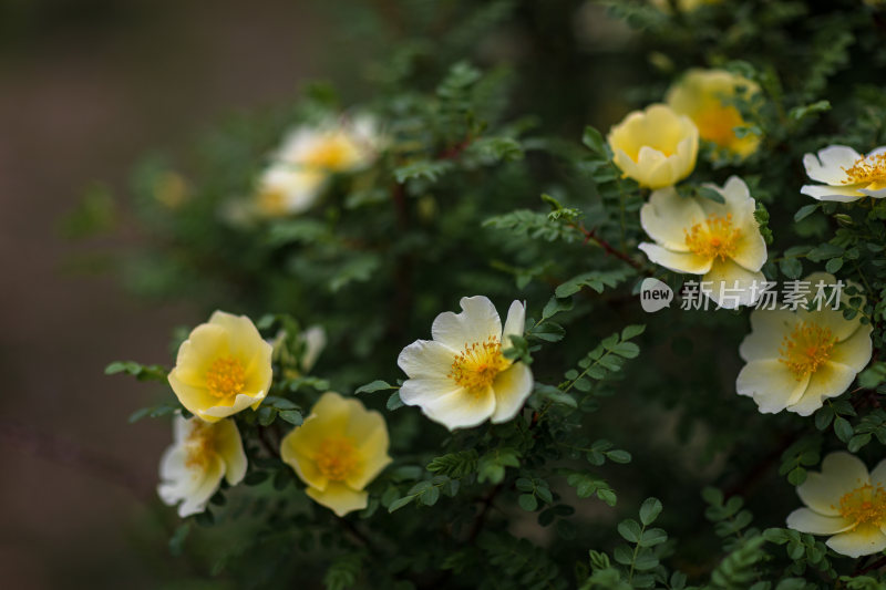 黄刺玫开花特写