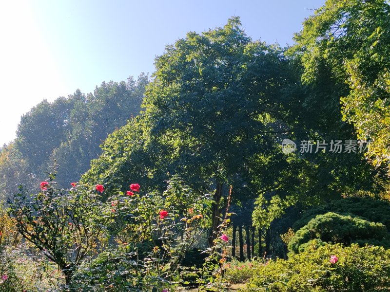 绿树繁花的自然公园景观