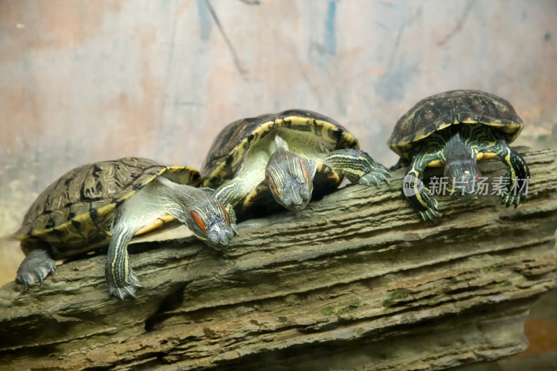 向下张望的三只龟