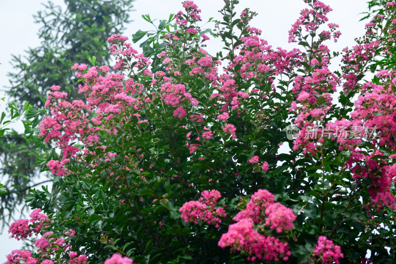 紫薇花卉花朵花蕊农村痒痒花痒痒树