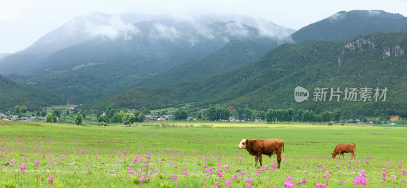 文海丽江风景