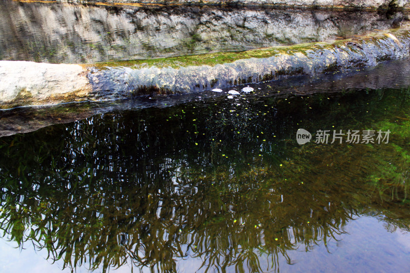 水循环池塘植物