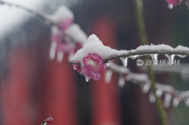 武汉东湖梅园雪中梅花盛开