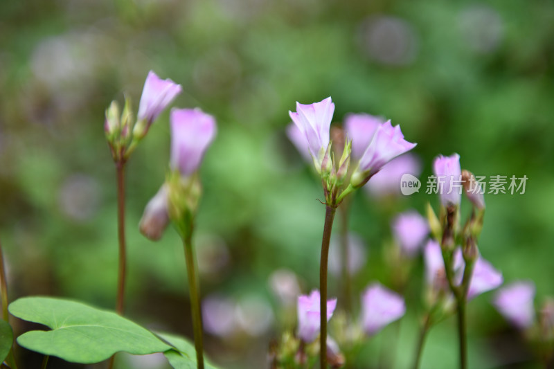 淡紫色的牵牛花