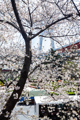 上海樱花季春天景观