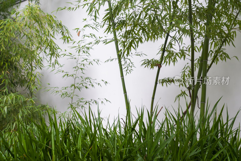公园庭院绿色竹子自然生长绿植风景旅行