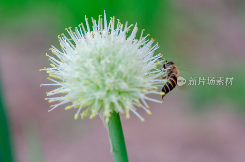 菜园中葱花葱头和蜜蜂特写