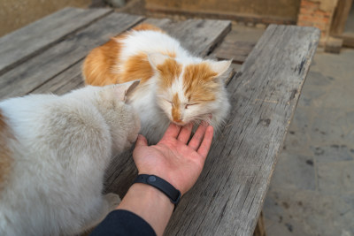 抚摸老旧木桌上的猫