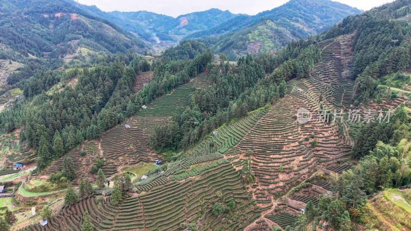 山上茶叶种植航拍图