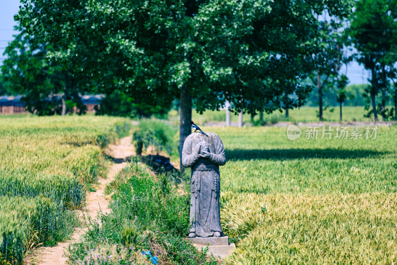 河南巩义夏季麦田里的古代宋陵石像