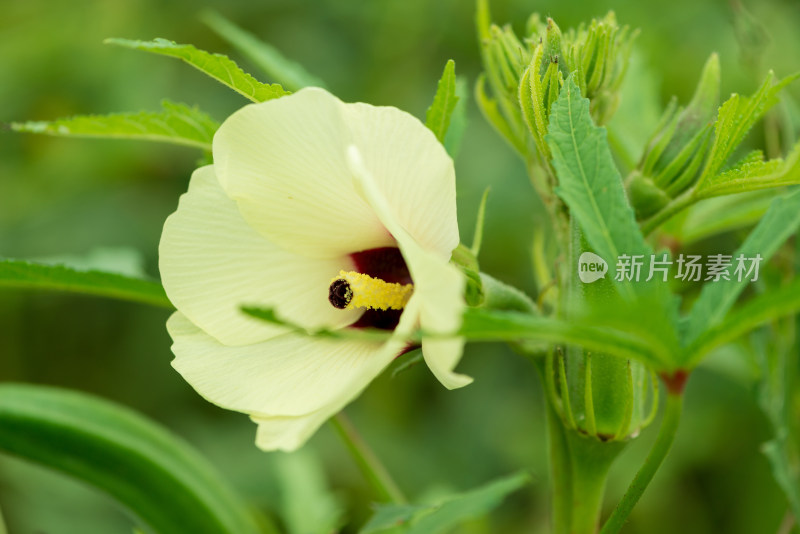 田园种植的秋葵