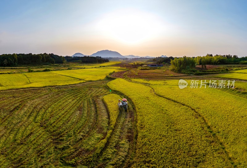 江西金溪：水稻晚稻丰收收割忙