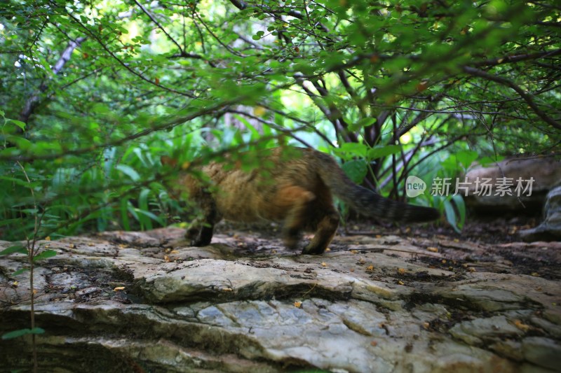 林间岩石上行走的猫
