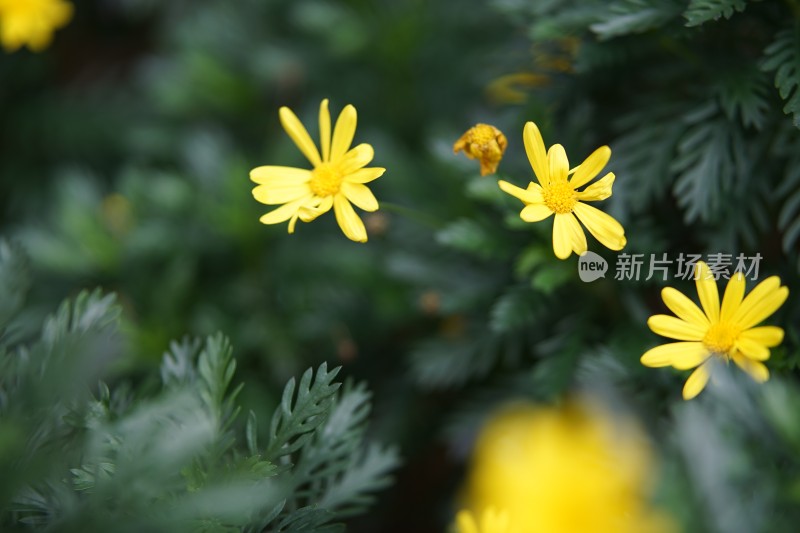 黄色小花绿植特写