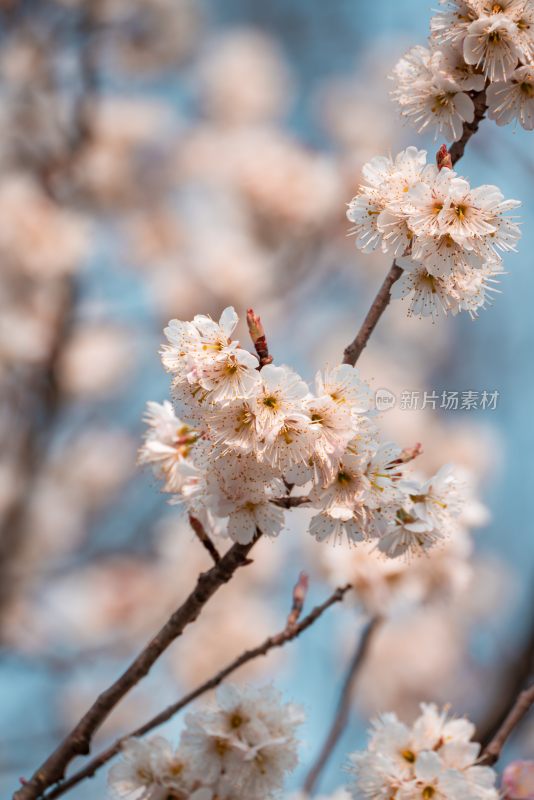 春季盛开的樱花