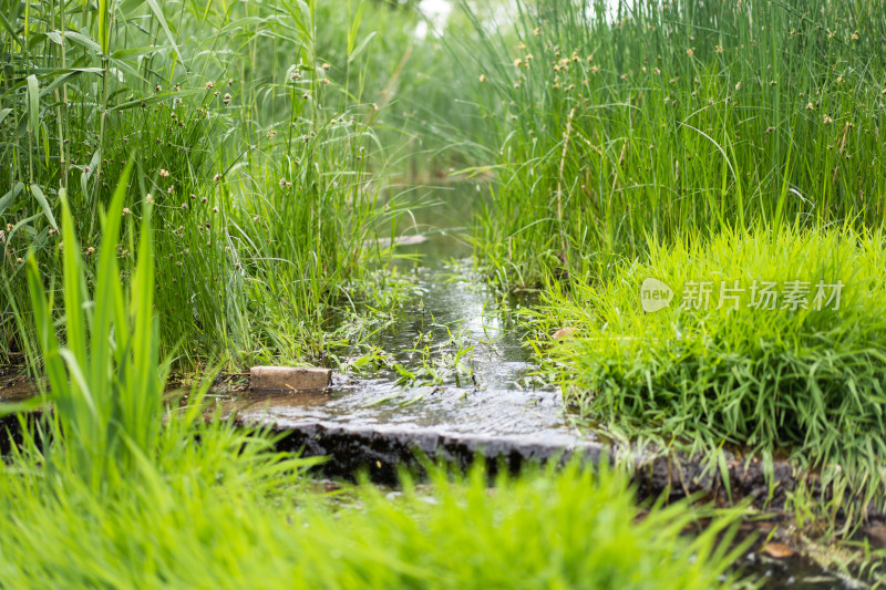 溪流绿草自然生态
