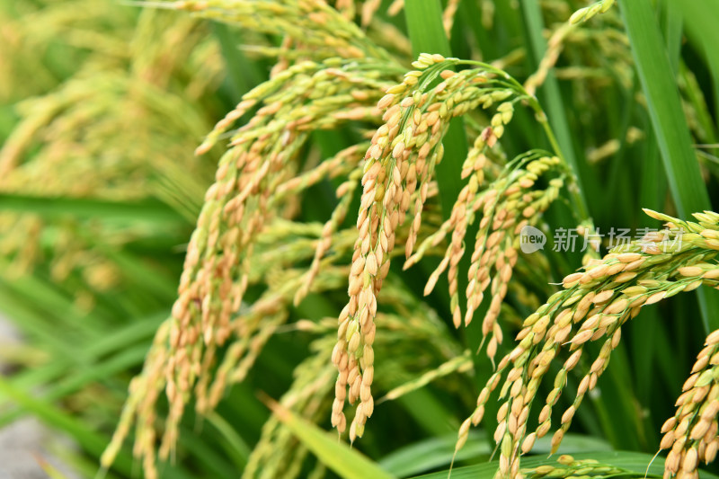 生长的水稻稻田稻穗,乡村经济