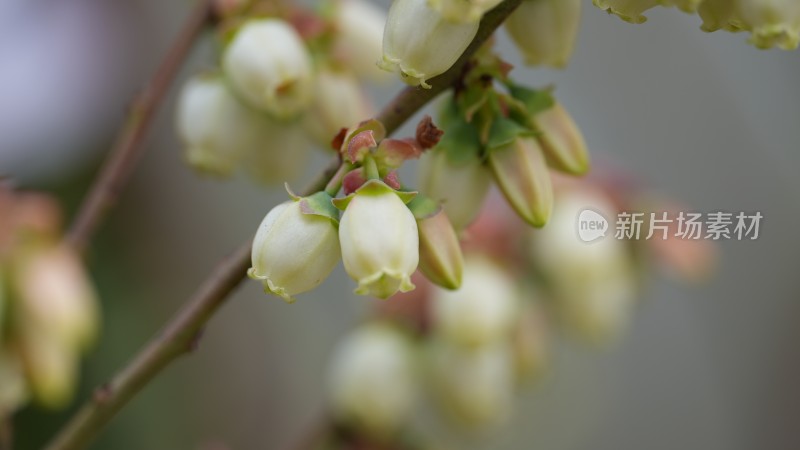 蓝莓花微距特写