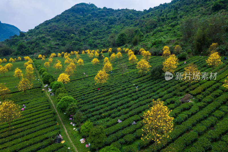 广东清远英德茶园茶场春天采茶风光航拍