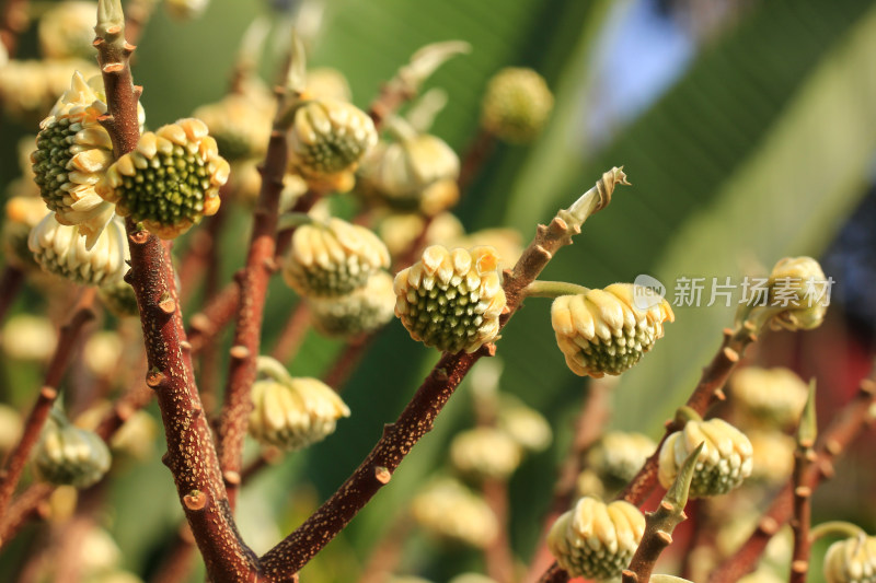 结香花花蕾实拍素材