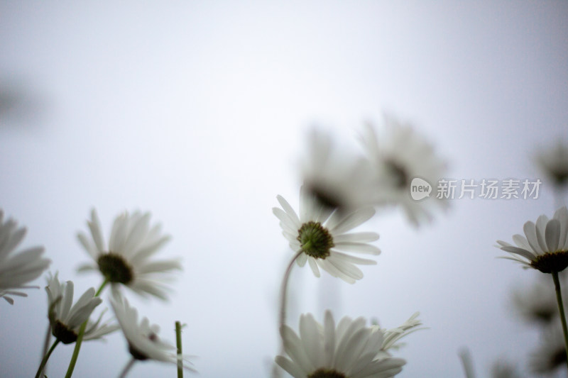 实拍菊花雏菊特写