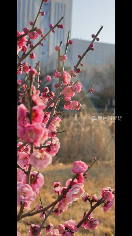 盛开的粉色梅花特写