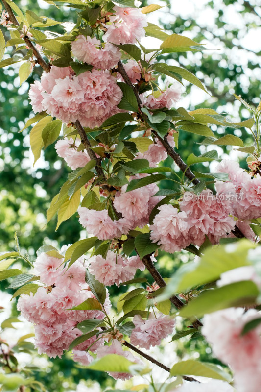 北京朝阳公园樱花