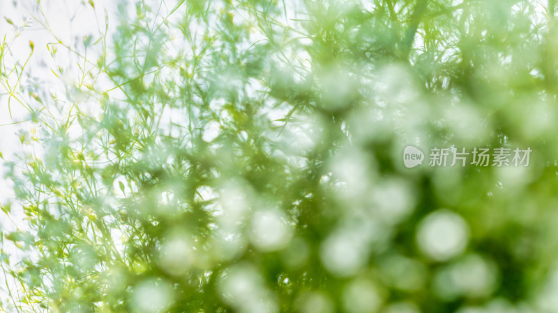 植物满天星特写