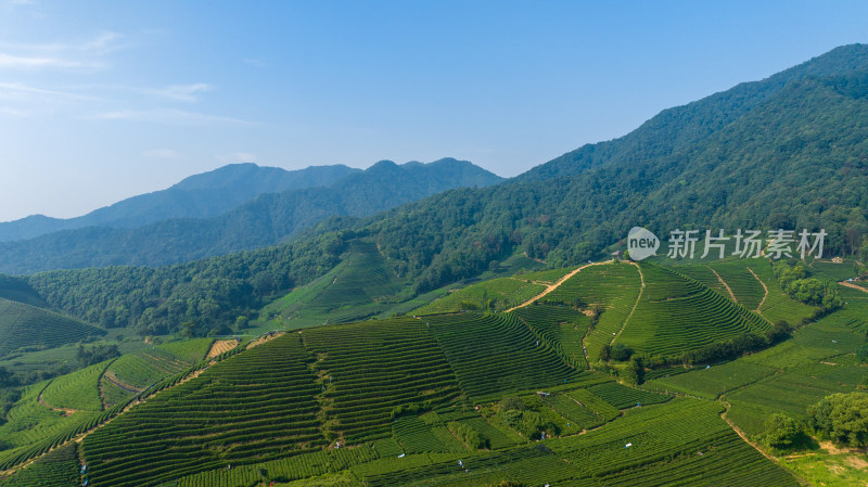 航拍杭州龙坞茶园 茶山 茶田