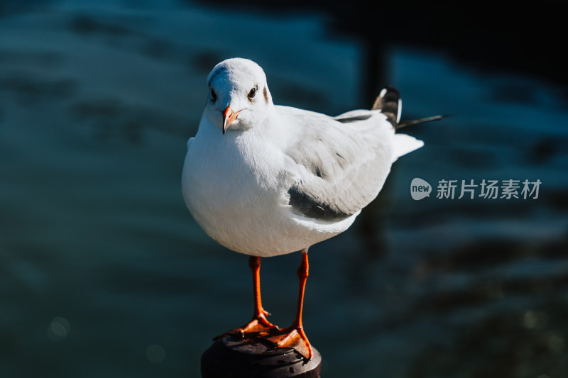 银川海宝公园海鸥