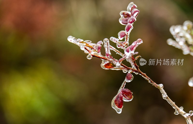 重庆酉阳：一场冰冻游客“醉”