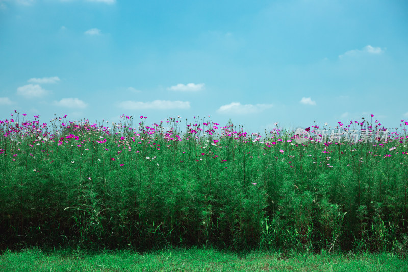 夏日格桑花