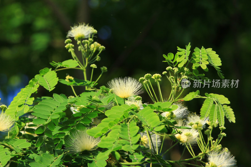 山槐花朵盛开