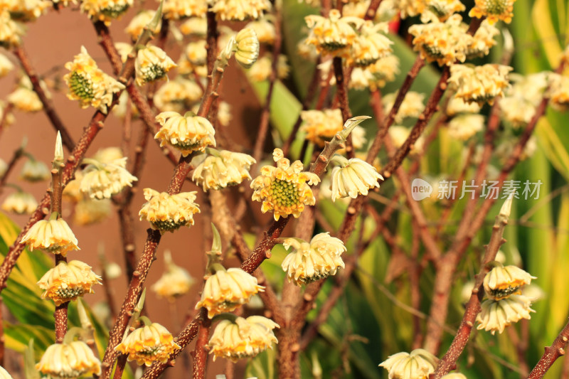 金黄的结香花花朵盛开