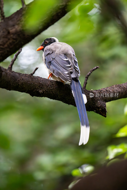 红嘴蓝鹊（Urocissa erythroryncha）