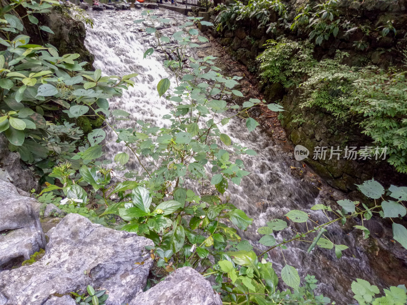 山间溪流绿植景观