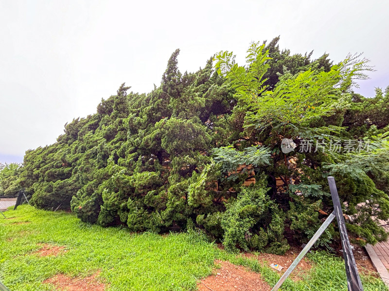 大连旅顺口日俄战争西炮台遗址里的植物