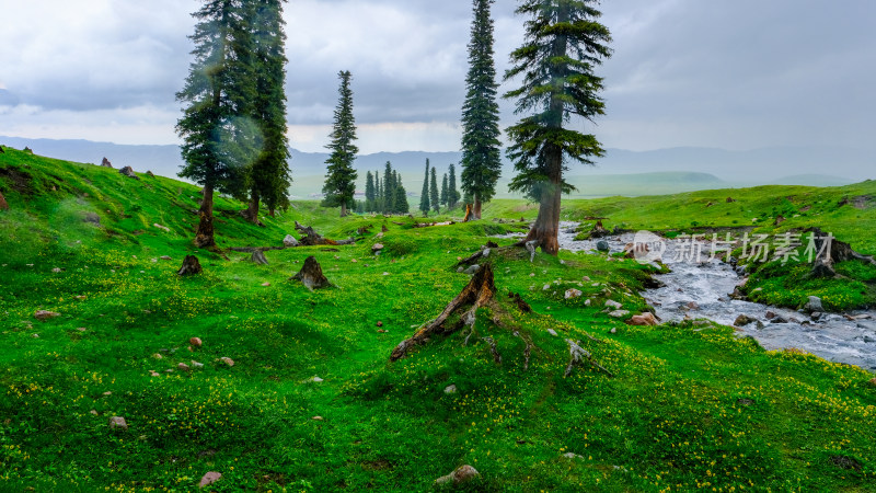 新疆伊犁那拉提的草原森林和小溪