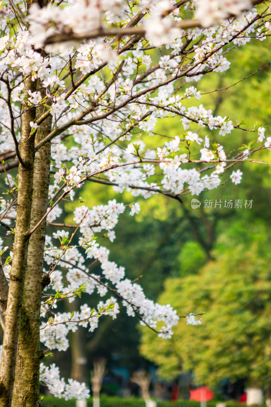 樱花绽放