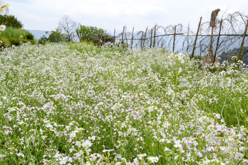 婺源梯田油菜花