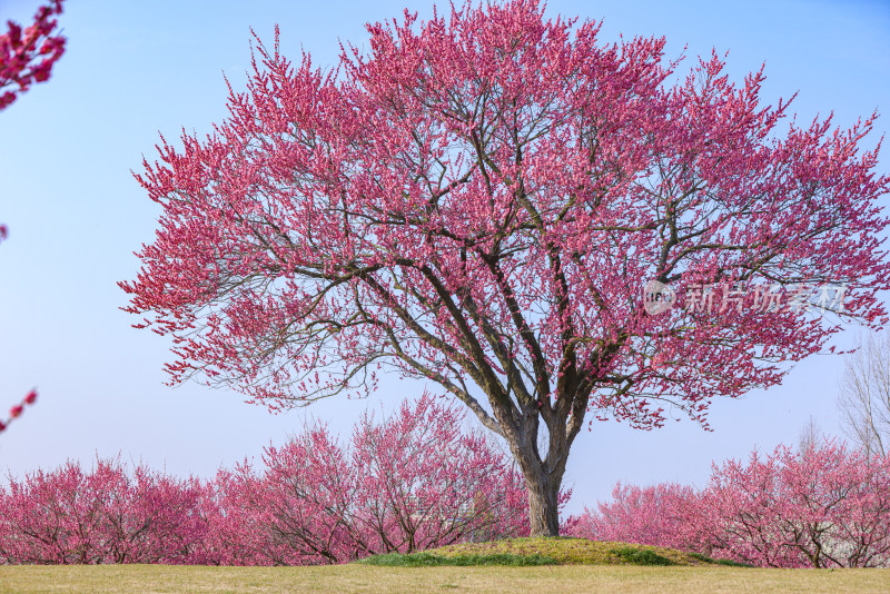 花开海上梅花节