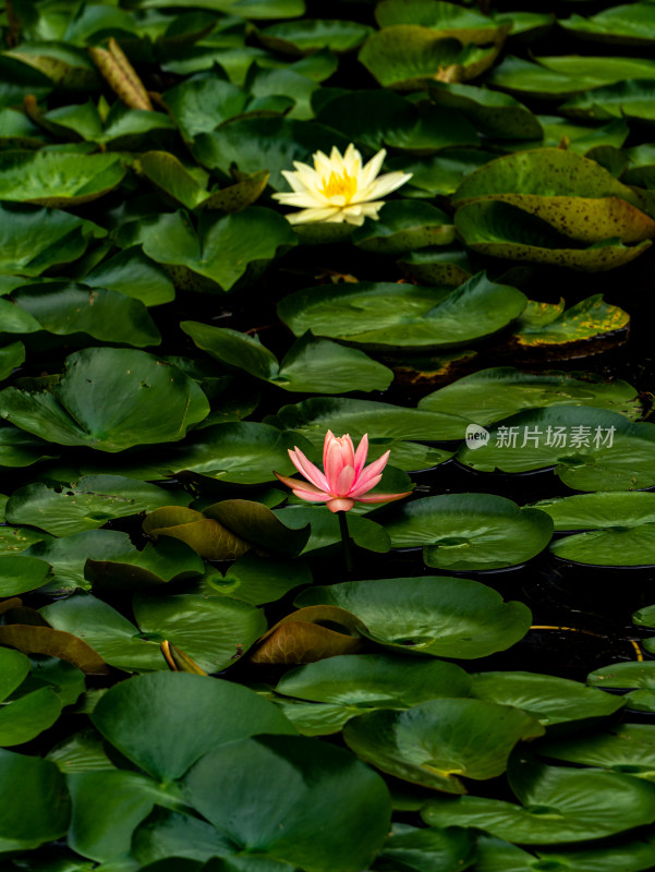 池塘睡莲莲花